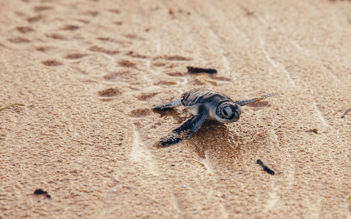 Une tortue verte nouvellement éclôt court vers la mer dans le paysage marin de Lamu, au Kenya