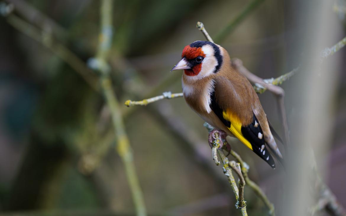 Chardonneret élégant (Carduelis carduelis)