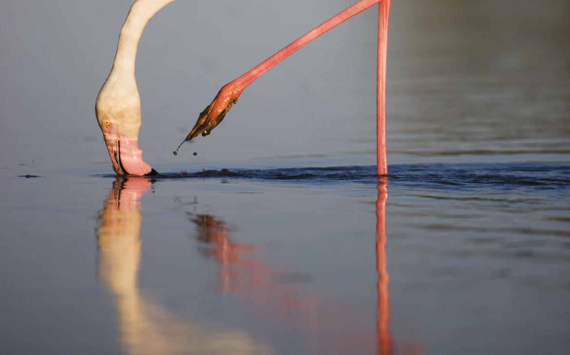 Flamant rose (Phoenicopterus ruber), Camargue, France
