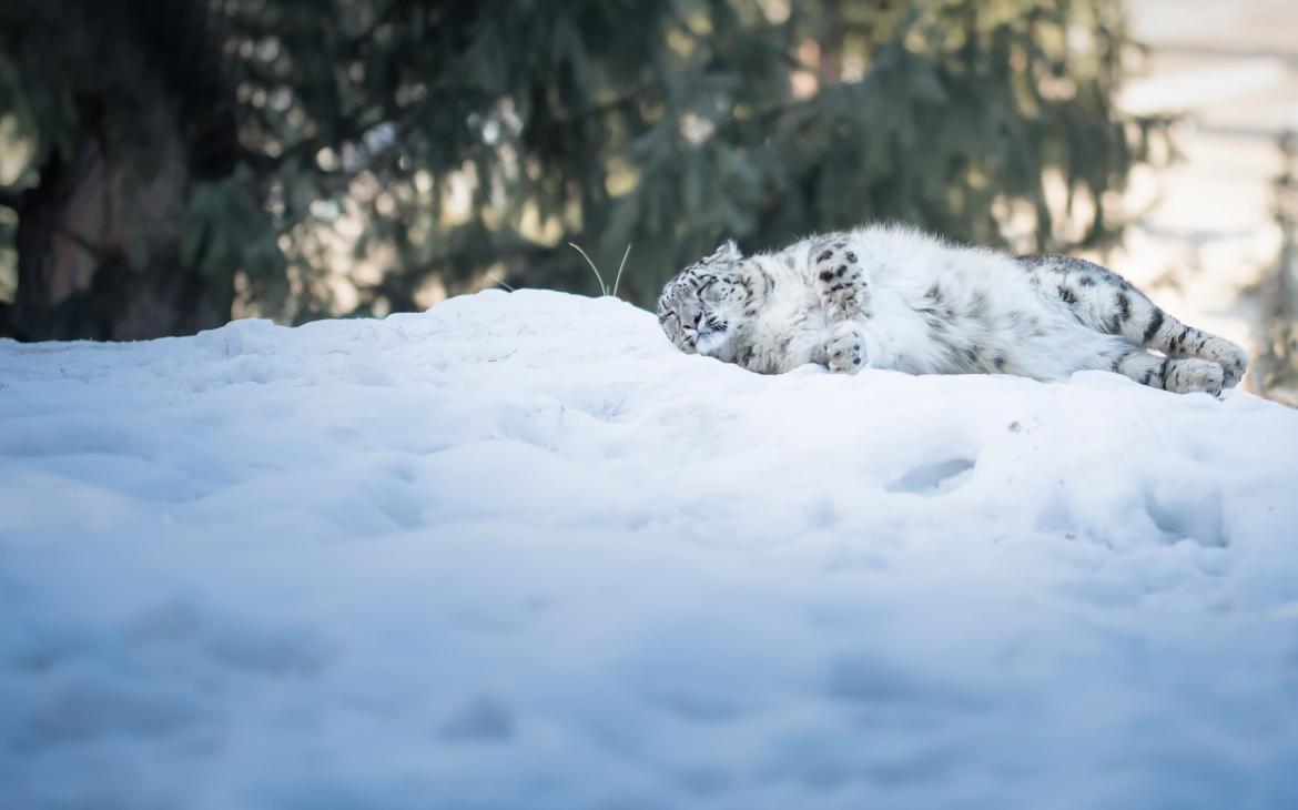 Léopard des neiges (Panthera uncia), vallée de Naltar, Gilgit-Baltistan, Pakistan