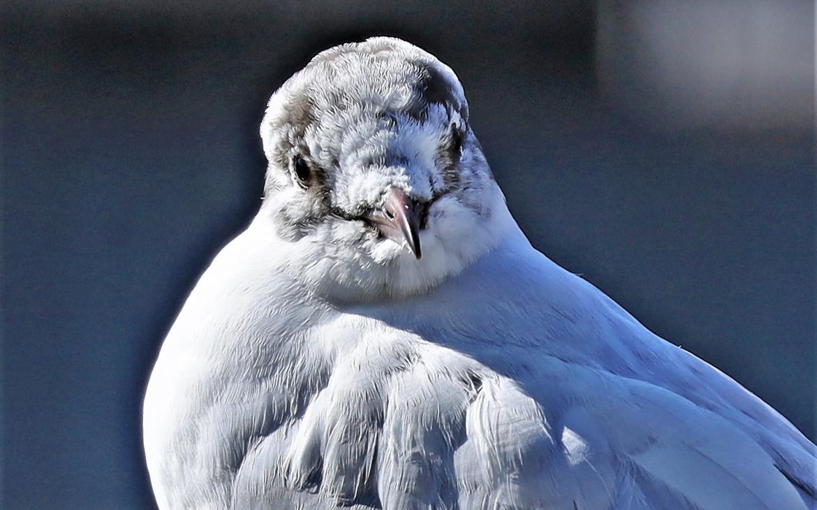 Mouette Rieuse (Chroicocephalus ridibundus), Suisse