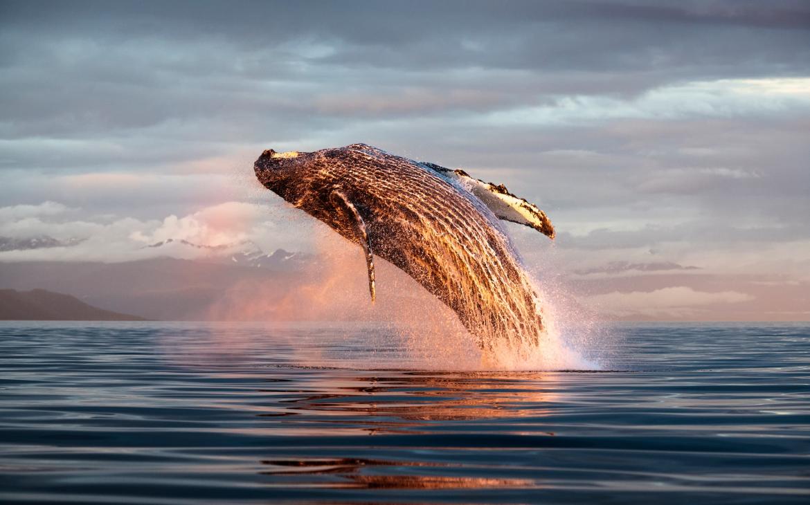 Baleine à bosse du Pacifique Nord (Megaptera novaeangliae kuzira) sautant au coucher du soleil, Alaska,