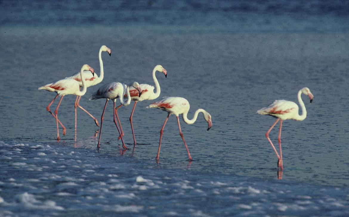 Flamants roses (Phoenicopterus ruber), Camargue, France