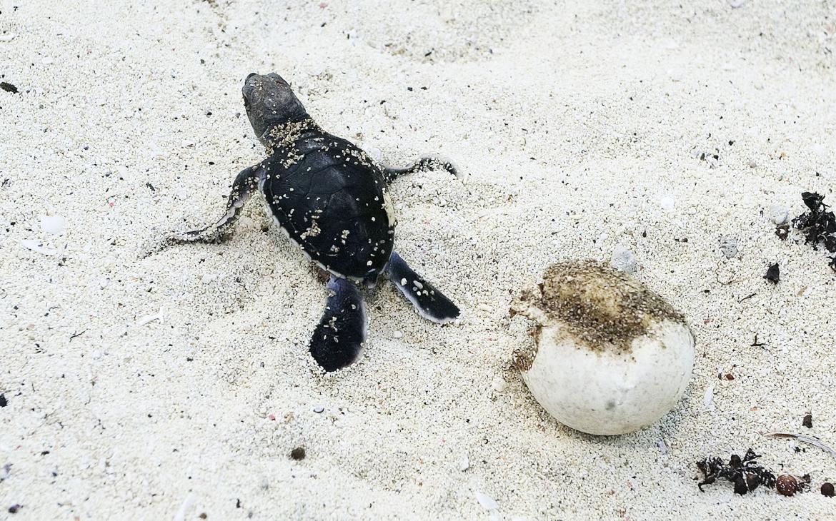 Green turtle (Chelonia mydas), hatchling coming out of egg,  Juani Island,  part of the Mafia Marine Park which was created with the support of  WWF. Tanzania