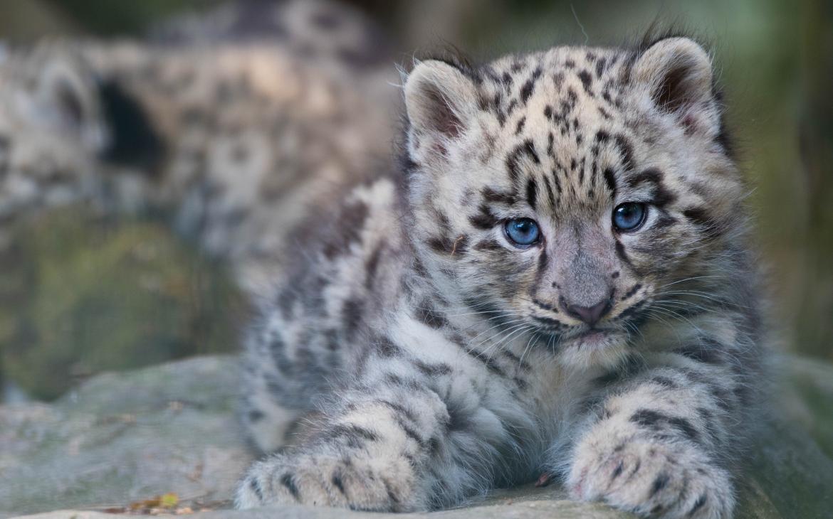 Jeune léopard des neiges (Panthera uncia), âgé de trois mois