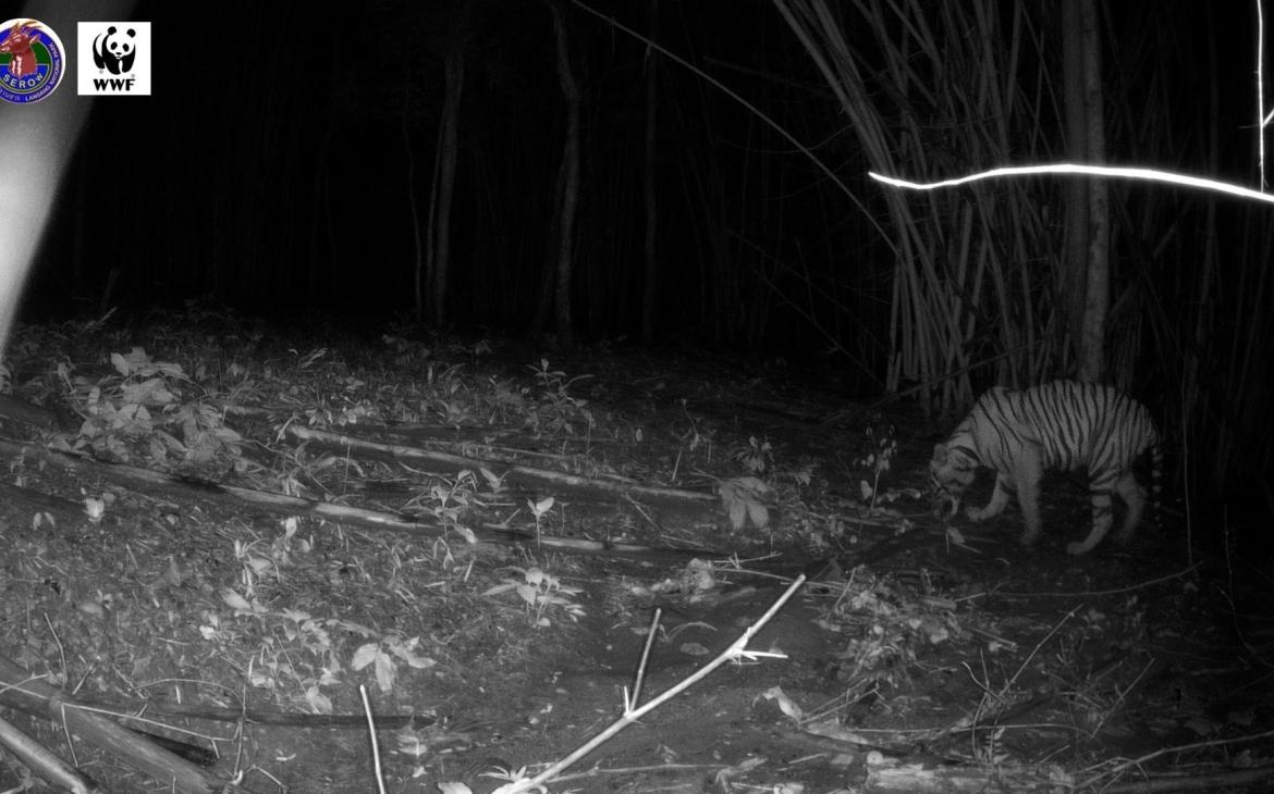 Le tigre Gamma, capturé par la cameratrap nocturne, à 70km de son lieu de naissance