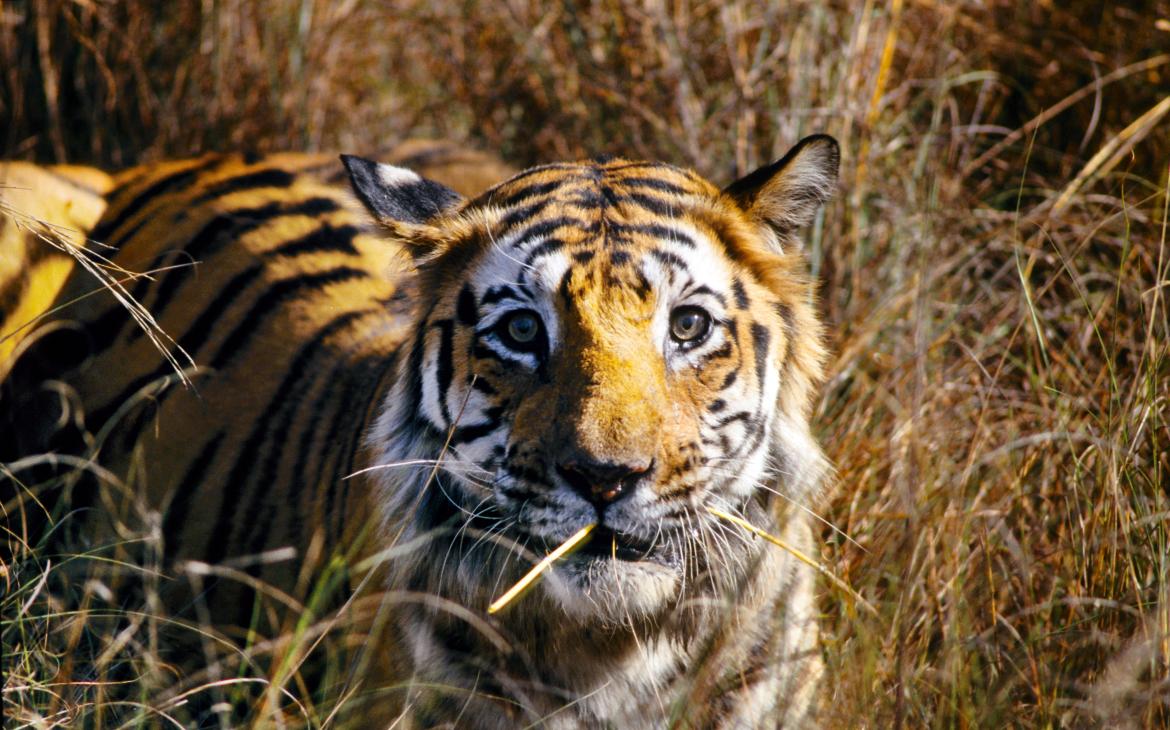 Tigre (Panthera tigris), vu de face, debout dans les hautes herbes, en Inde
