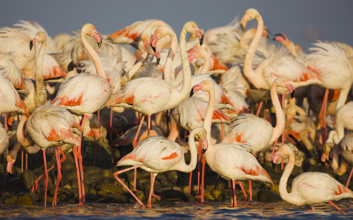 Groupe de flamants roses (Phoenicopterus roseus), Camargue, France