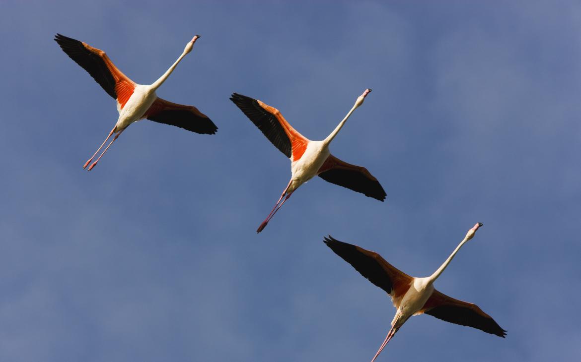 Vol de trois flamants roses (Phoenicopterus roseus), Camargue, France