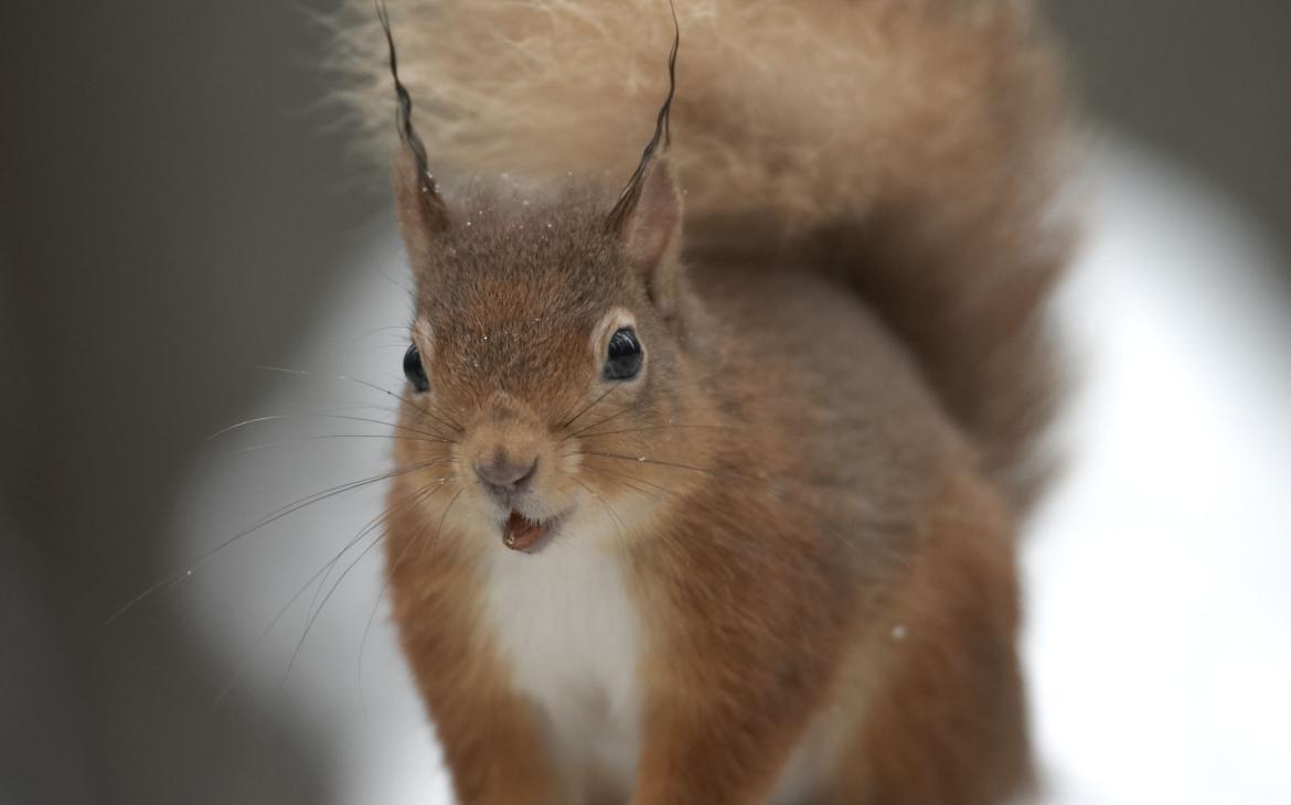 Écureuil dans la neige (Sciurus vulgaris)