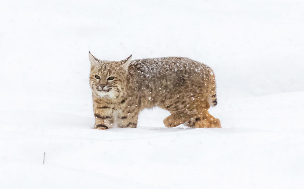 Jeune lynx dans la neige