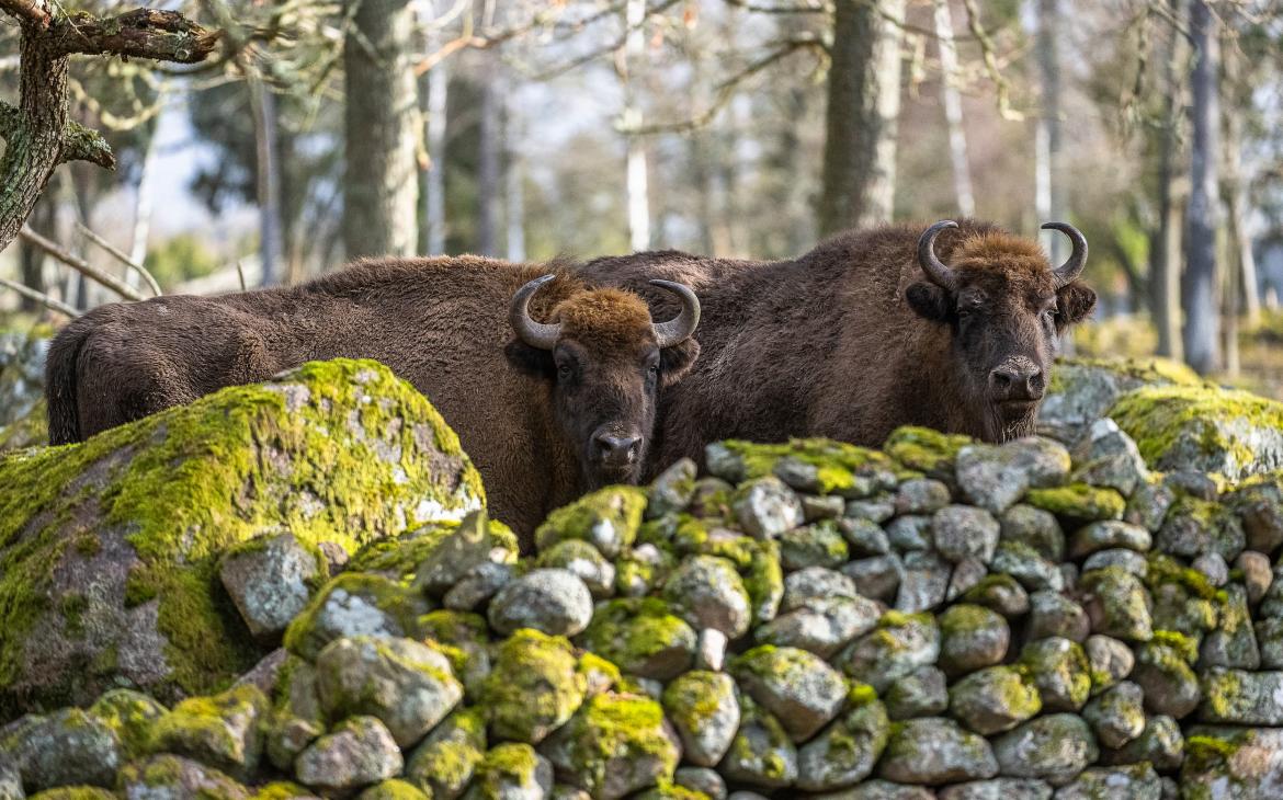 Bison d’Europe (Bison bonasus)