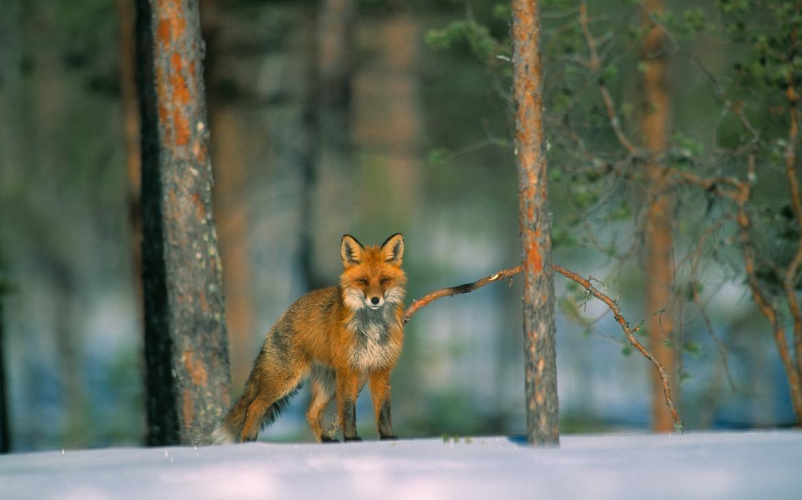 Renard dans la neige (Vulpes Vulpes)