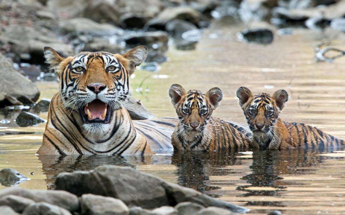 Tigre du Bengale (Panthera tigris) avec ses petits dans l’eau, Inde