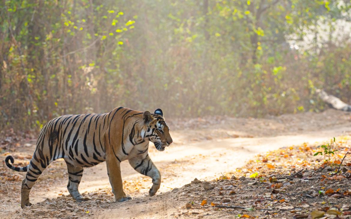 Tigre du Bengale (Panthera tigris tigris) dans la réserve de tigres de Kanha, en Inde