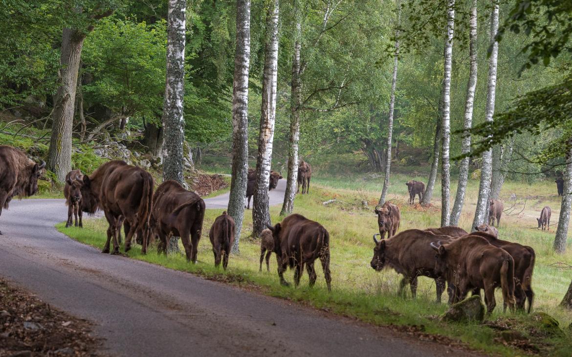 Bisons d'Europe (Bison Bosanus) sur une route en Suède