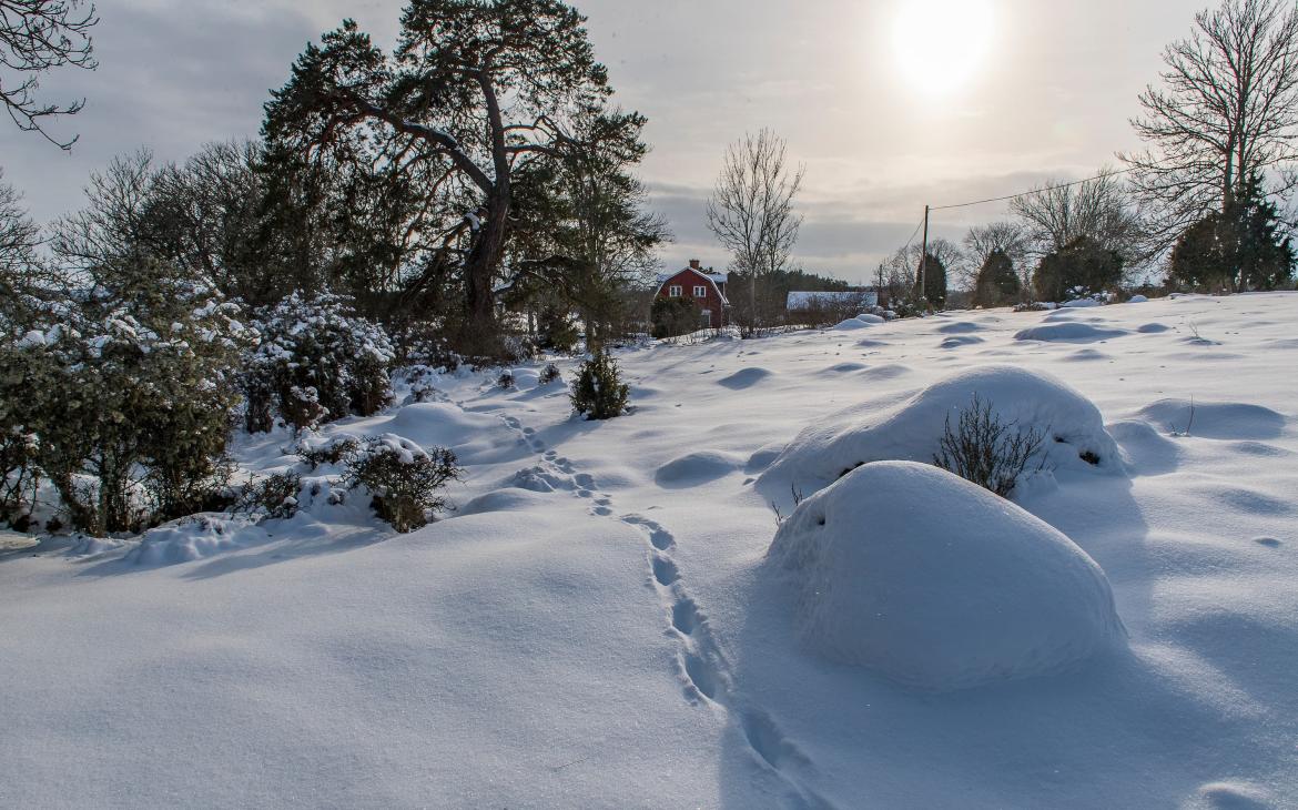 Traces de lynx dans la neige