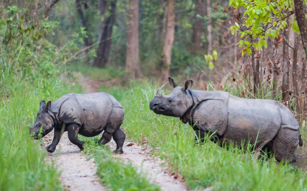 Rhinocéros indien (Rhinoceros unicornis) avec son petit. Parc national de Chitwan, Népal.