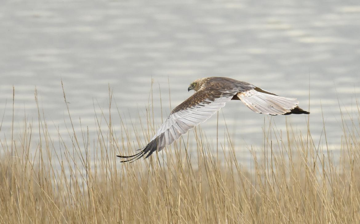 Busard des roseaux (Circus aeruginosus) en vol en Zélande, aux Pays-Bas