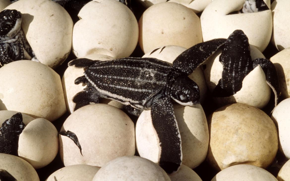 Tortues Luth sur des oeufs