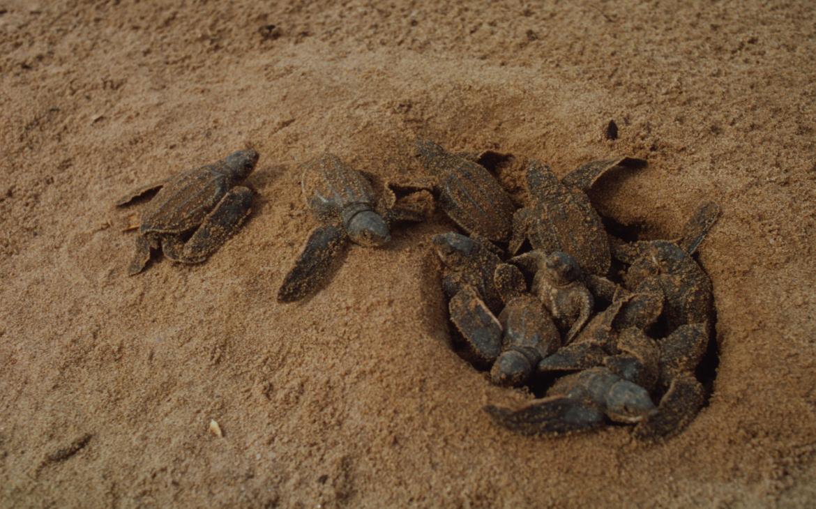 Petites tortues Luth (Dermochelys coriacea)