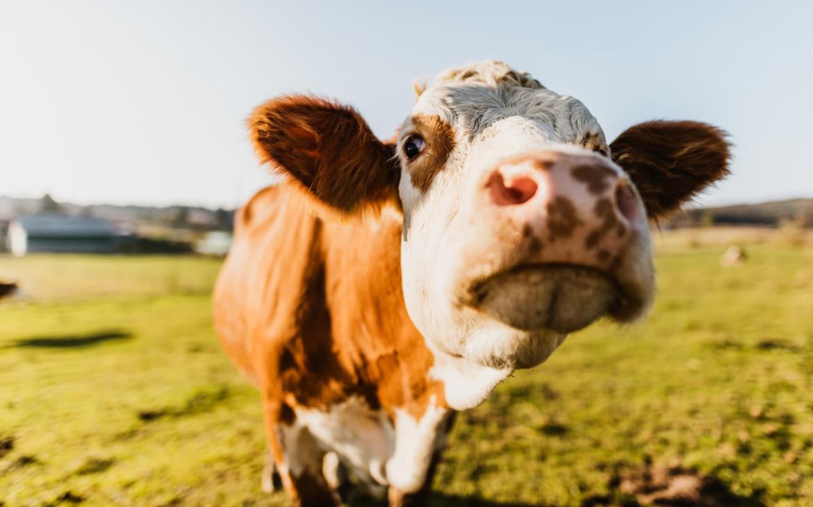 Portrait d'une vache dans une prairie vue de près