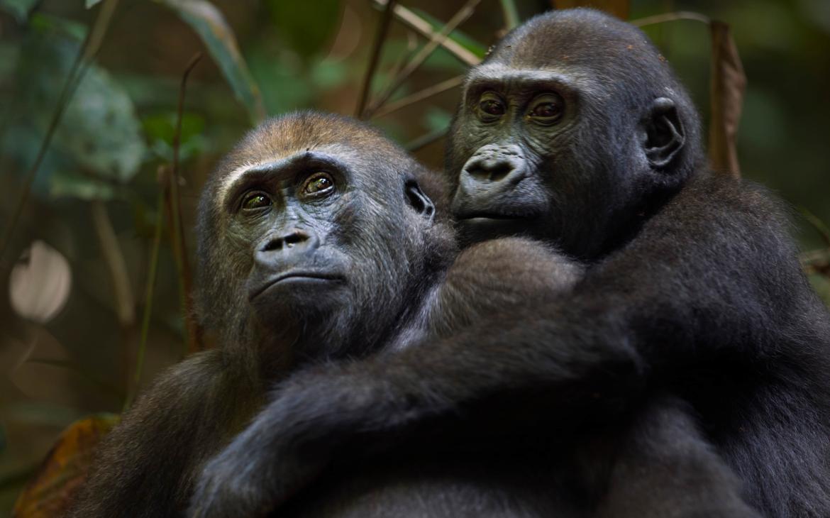 Deux jeunes mâles gorilles des plaines de l'Ouest (Gorilla gorilla gorilla)