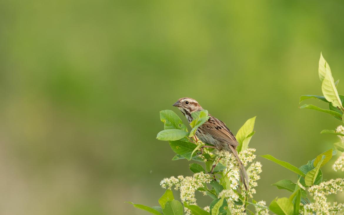 Un bruant chanteur (Melospiza melodia) au printemps, à Toronto, au Canada