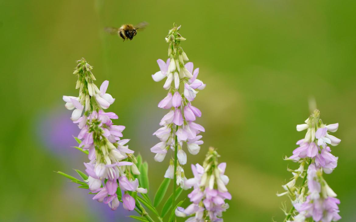 Une abeille et du galéga officinal au parc naturel de Watermead à Leicester, au Royaume-Uni