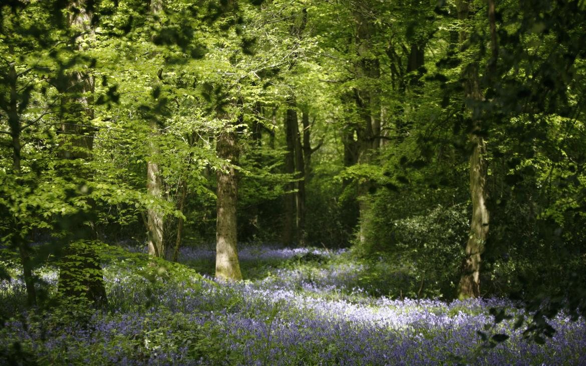 Une forêt de jacinthes des bois au Royaume-Uni
