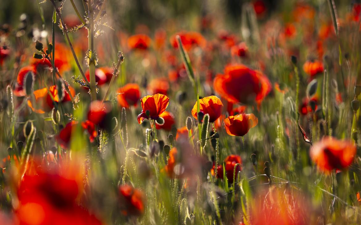 Champ de coquelicots