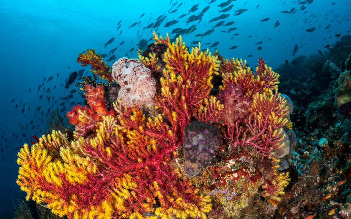 Coraux colorés, Raja Ampat, Indonésie