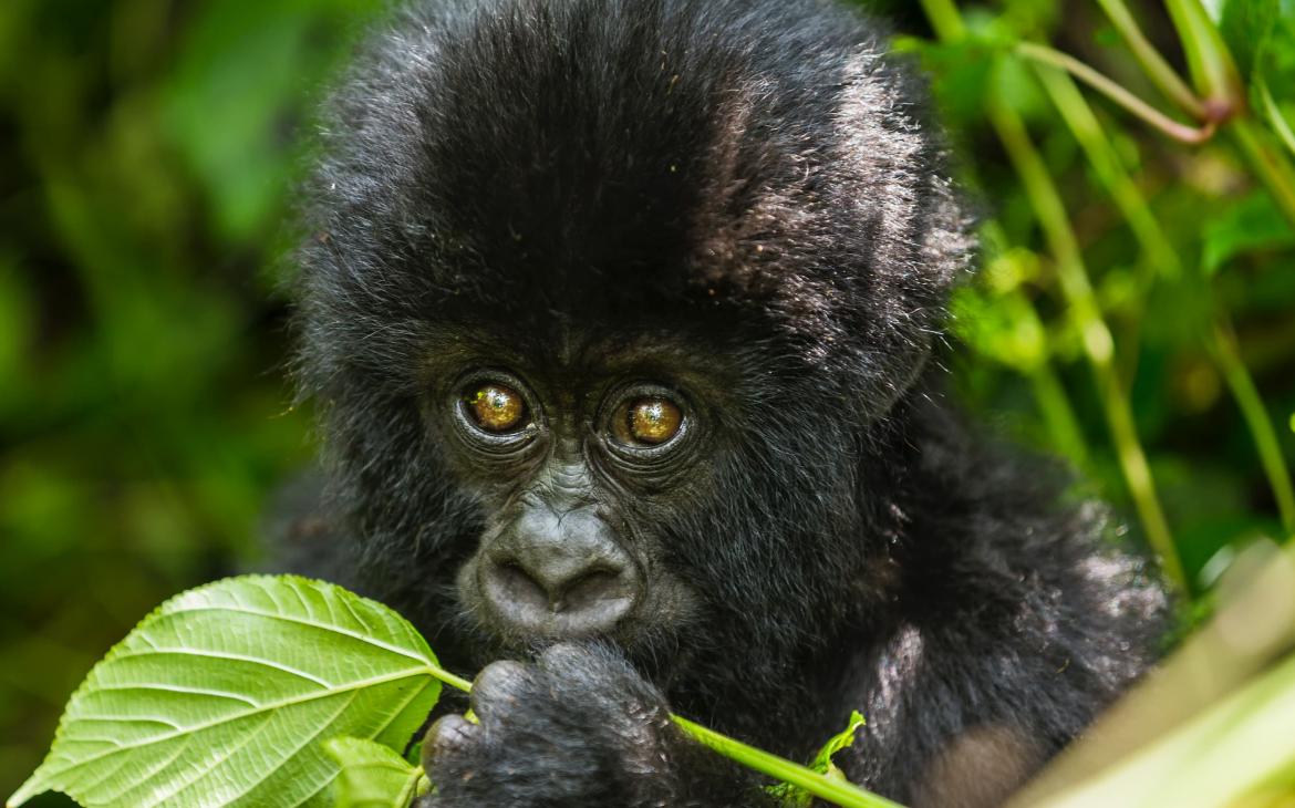 Jeune gorille, parc national des Virunga, République Démocratique du Congo