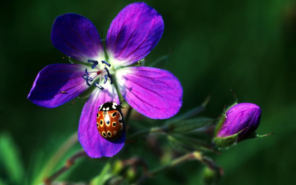 Coccinelle qui se repose sur une fleur