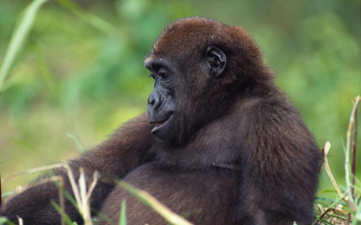 Gorille (Gorilla gorilla gorilla) de l'Ouest, Congo