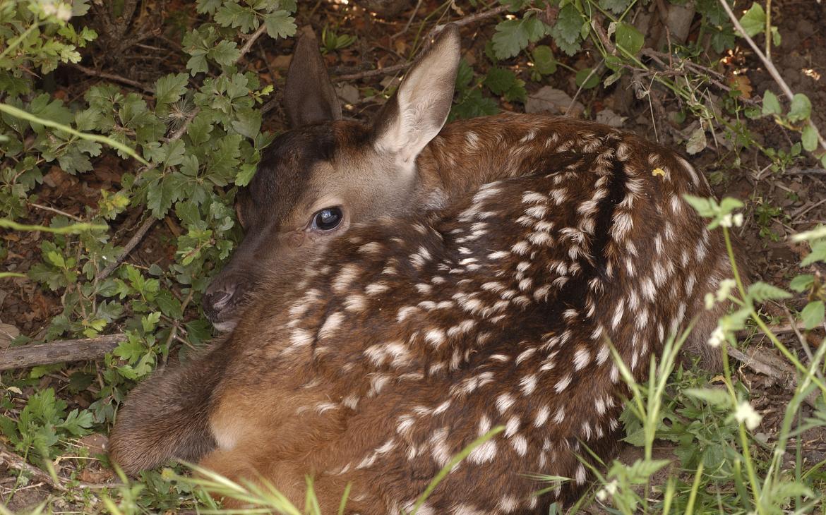 Biche cachée
