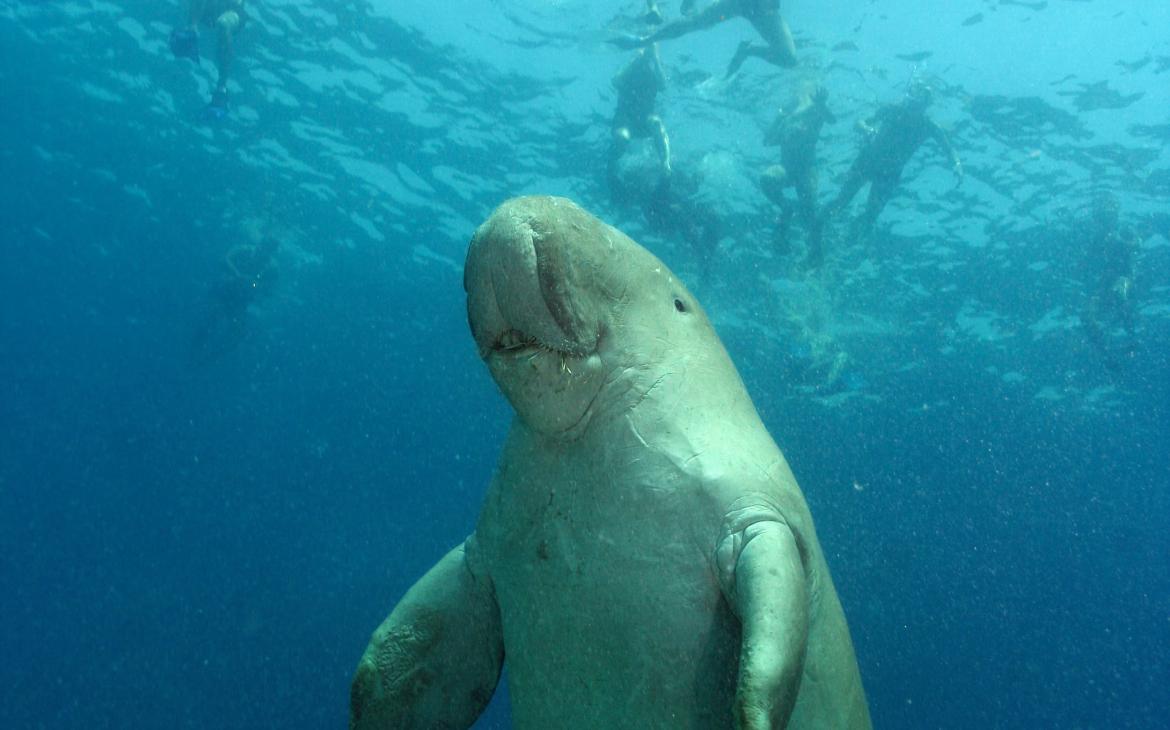 Dugong (dugong dugong) dérangé par des plongeurs
