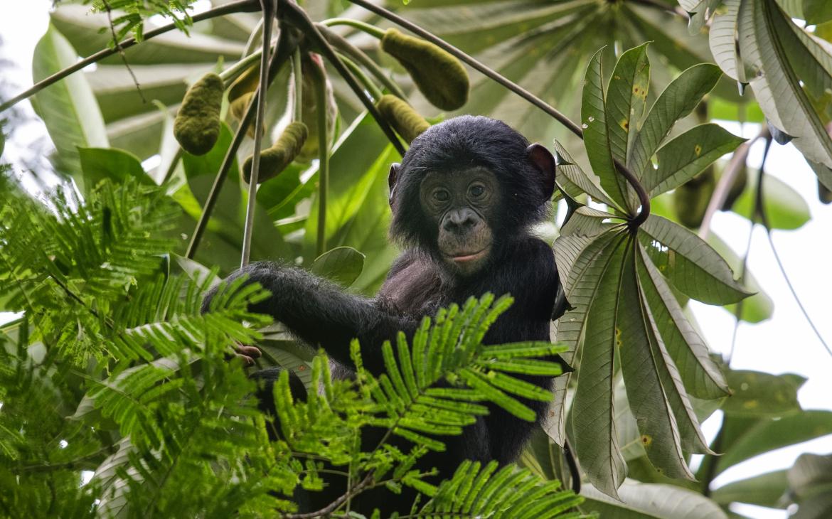 Jeune Bonobo de la forêt du village Nkala, République Démocratique du Congo