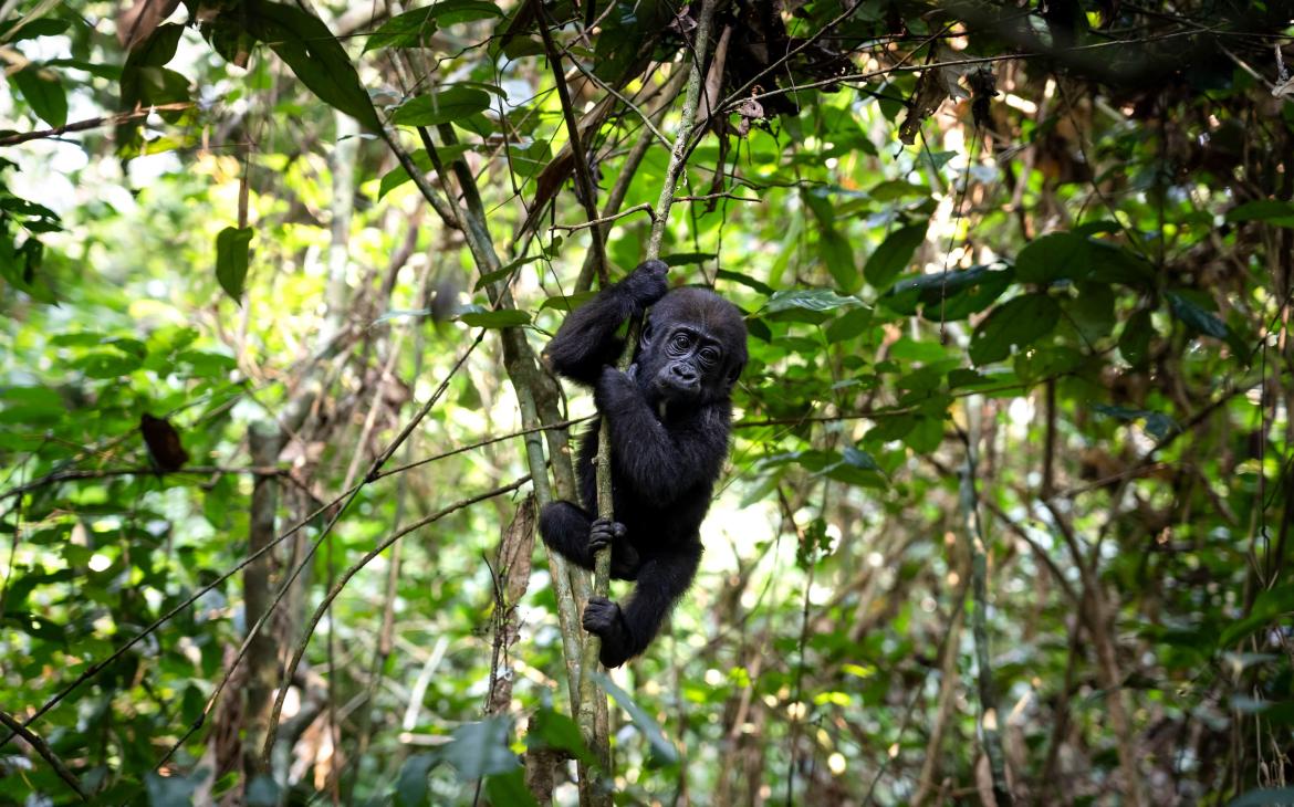 Un bébé gorille des plaines de l'Ouest (Gorilla Gorilla Gorilla) habitué à la présence humaine, réserve spéciale de Dzanga-Sangha, République centrafricaine