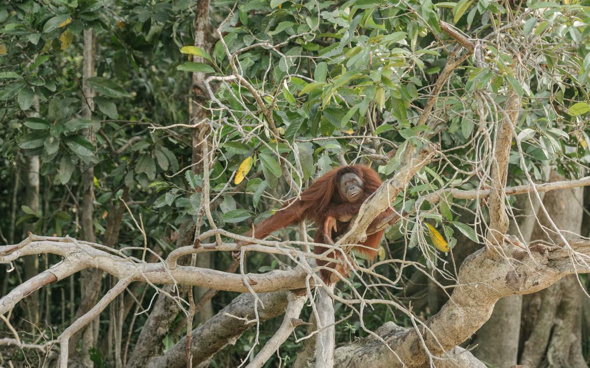 Orang-outant mâle au bord d'une rivière
