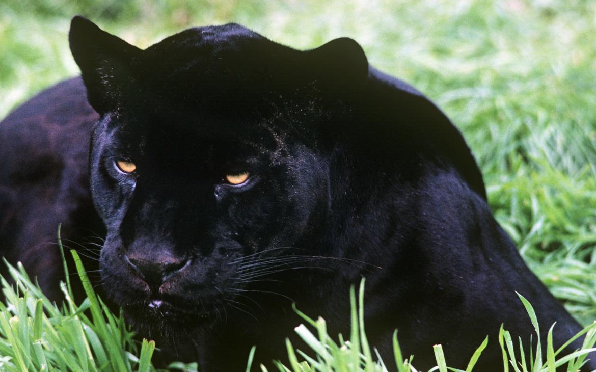 Jaguar noir femelle (Panthera onca)