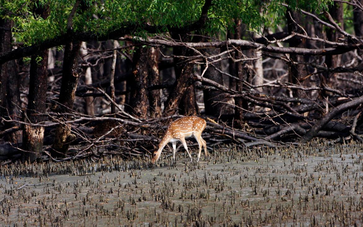 Un cerf axis (Axis axis) dans la mangrove du parc national des Sundarbans, au Bangladesh