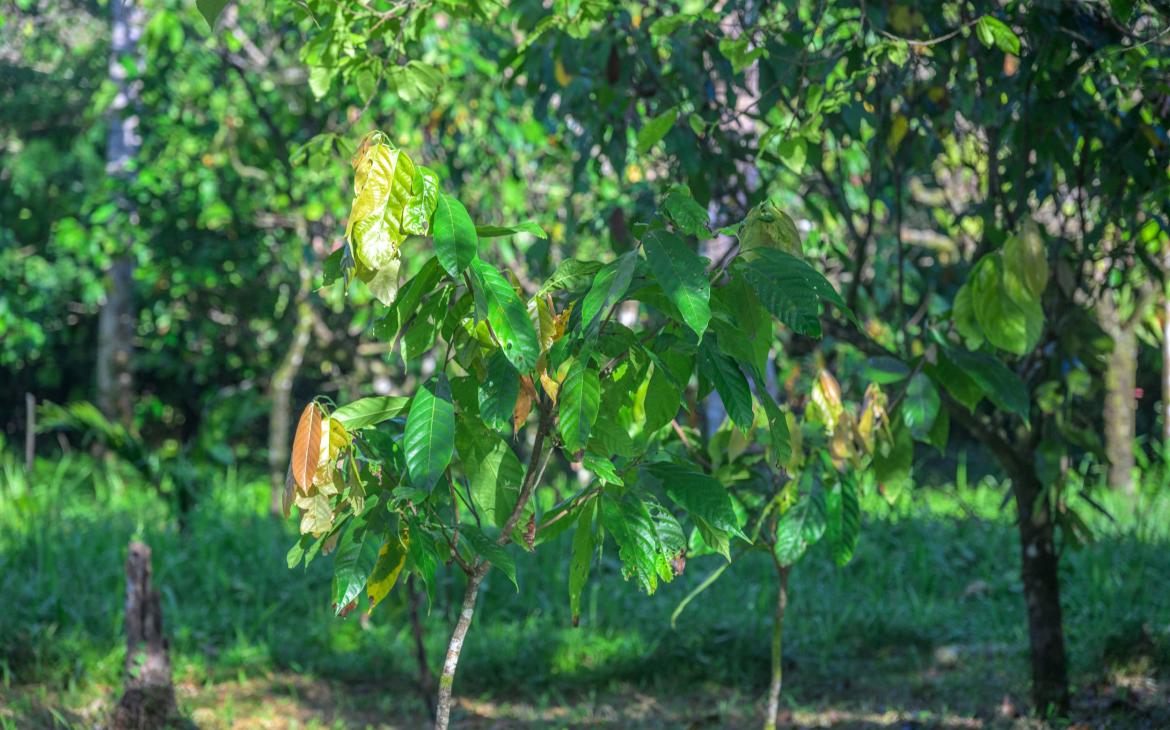 Jeune cacaoyer