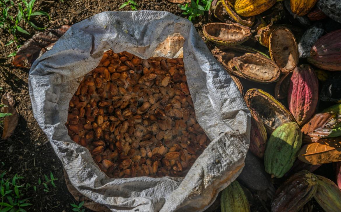 Fèves de cacao fraîches, prêtes pour fermentation et séchage