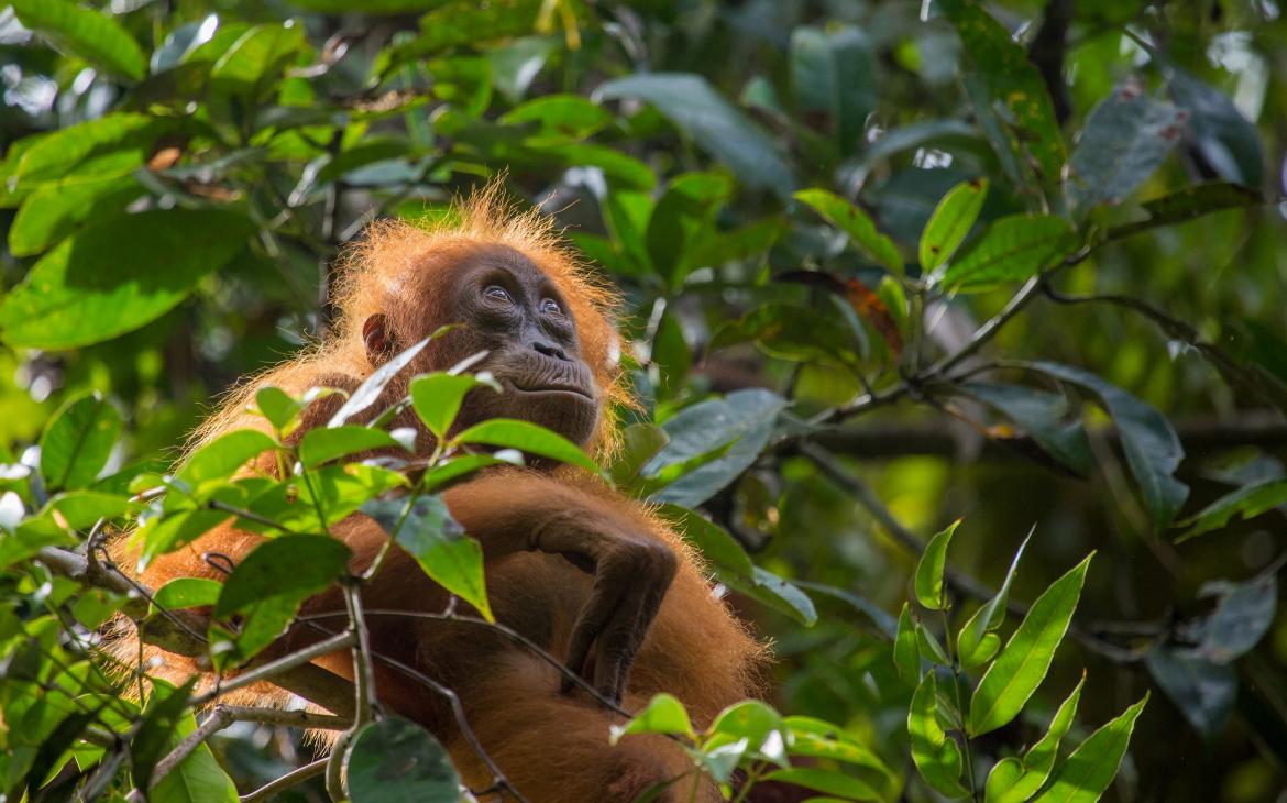 Orang-Outang du Sumatra