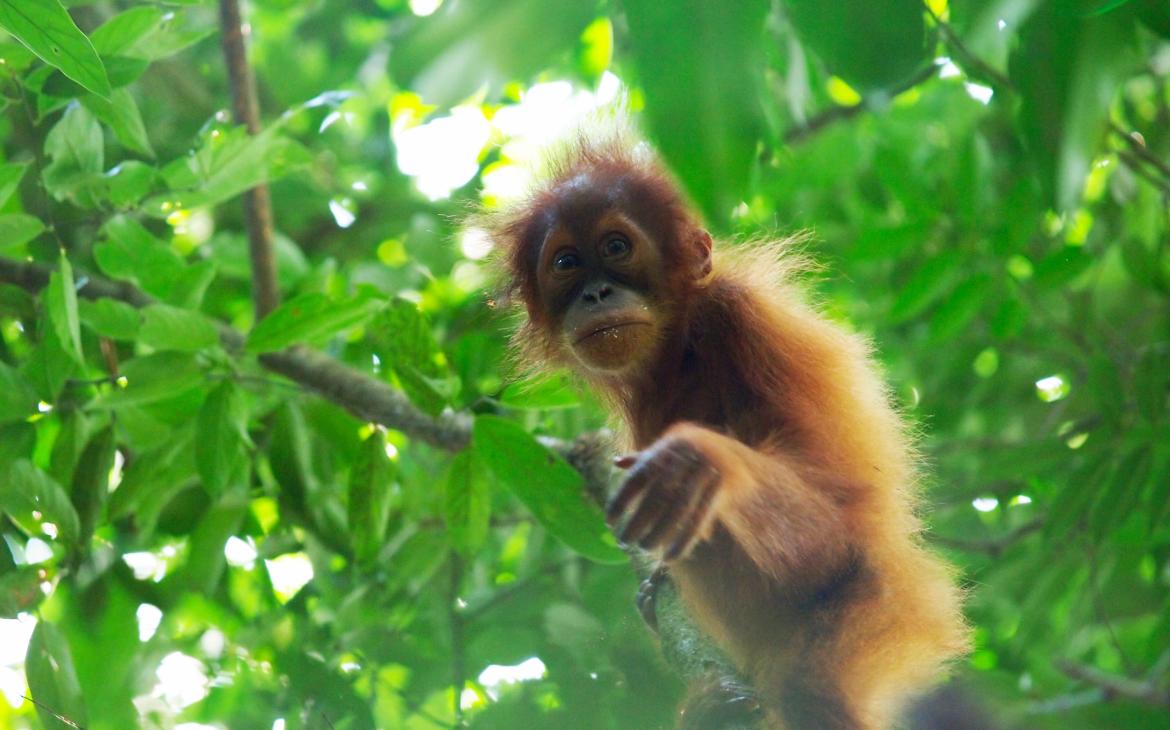 Jeune orang-outan (Pongo abelii) dans la jungle dans le nord du Sumatra
