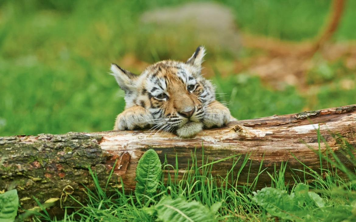 Tigre de l’Amour (Panthera tigris altaica) bébé