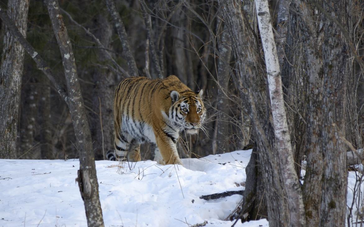Tigre de l’Amour (Panthera tigris altaica) sauvage en milieu forestier