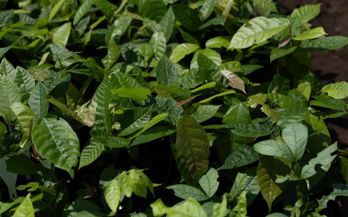 Pépinière de jeunes plants à Lapetanha, territoire Paiter Suruí, Brésil
