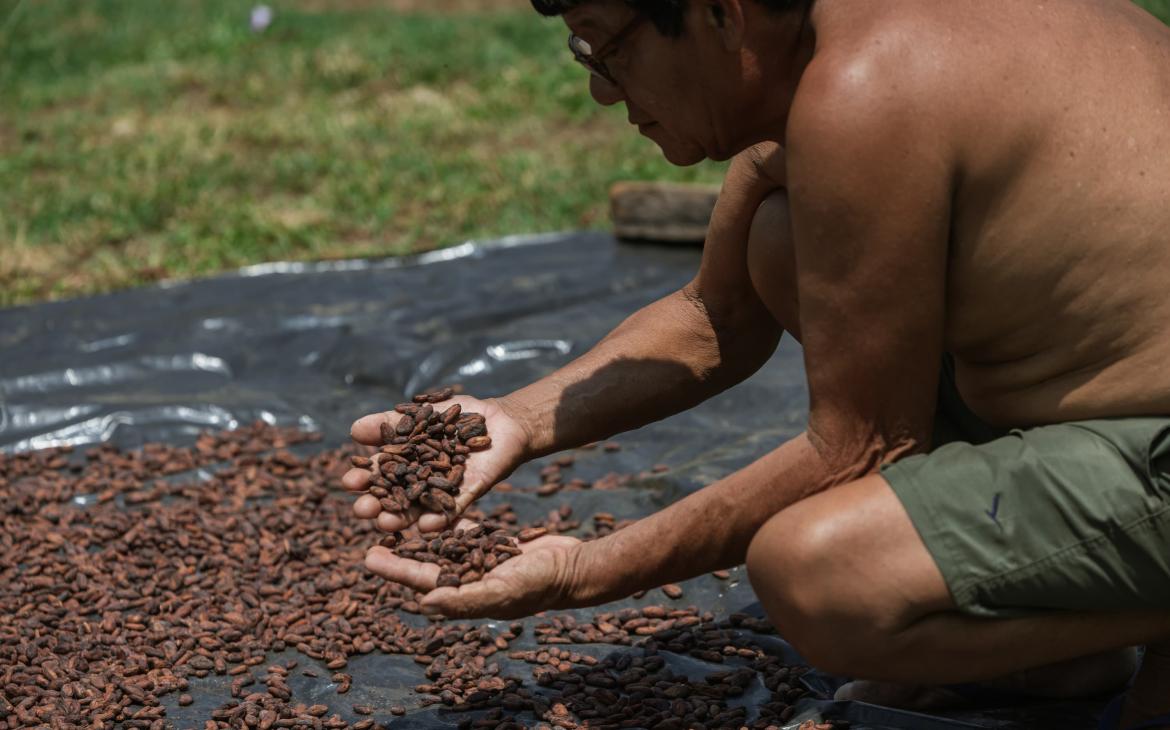 Agamenon Gamasakaka Suruí, membre du peuple Paiter Suruí, manipule des noix du Brésil cultivées dans le village de Lapetanha
